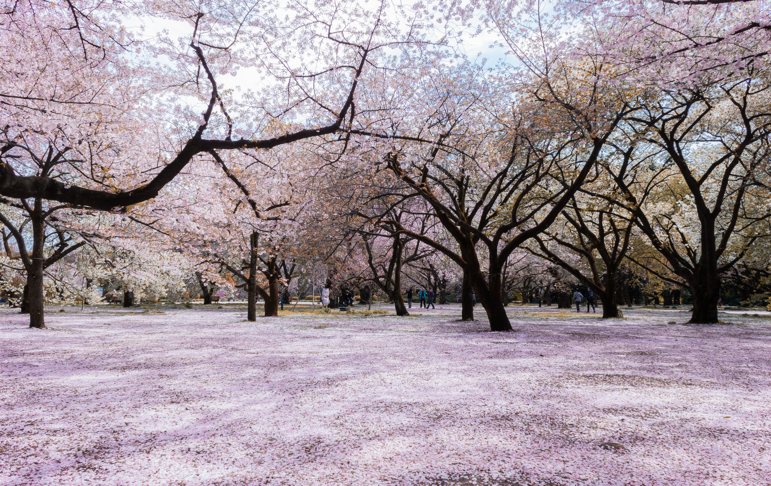 Cherry Blossom Season at Shinjuku Gyoen